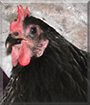 Dweezil the Australorp Chicken