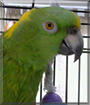 Pete the Yellow Naped Amazon Parrot