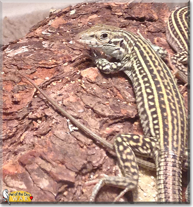 War the Skink, the Pet of the Day