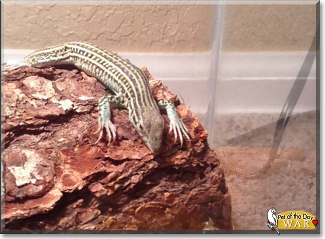 War the Skink, the Pet of the Day