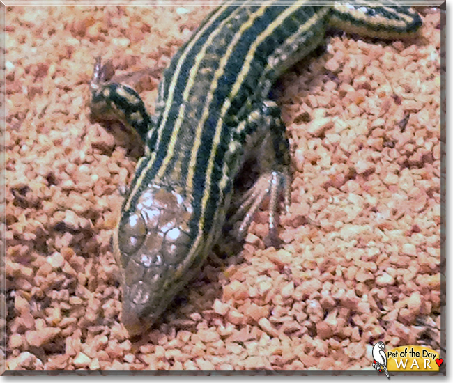 War the Skink, the Pet of the Day