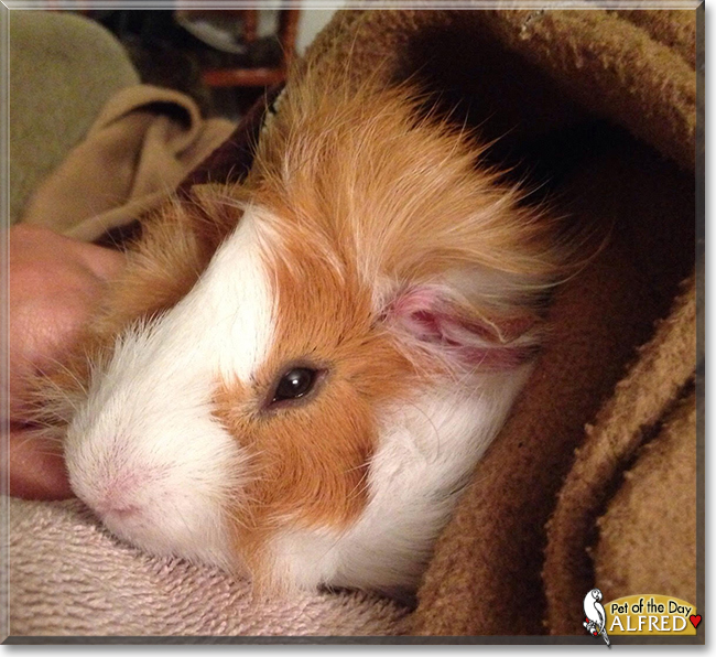 Alfred the Guinea Pig, the Pet of the Day