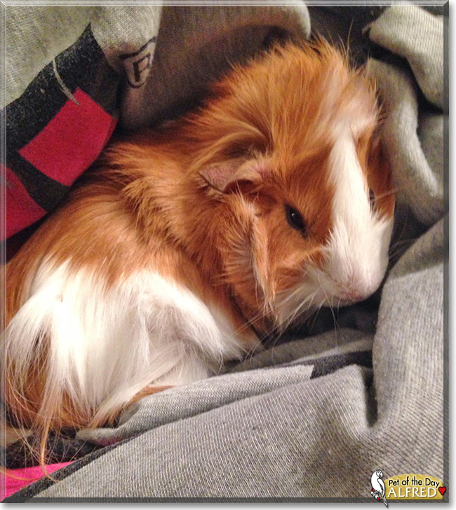 Alfred the Guinea Pig, the Pet of the Day