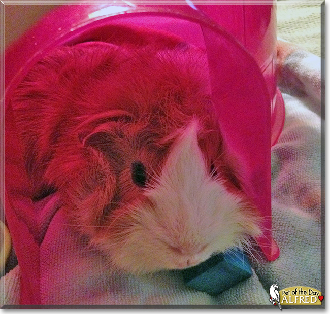 Alfred the Guinea Pig, the Pet of the Day