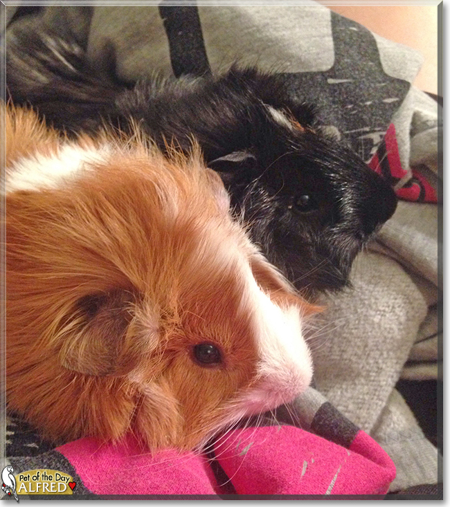 Alfred the Guinea Pig, the Pet of the Day