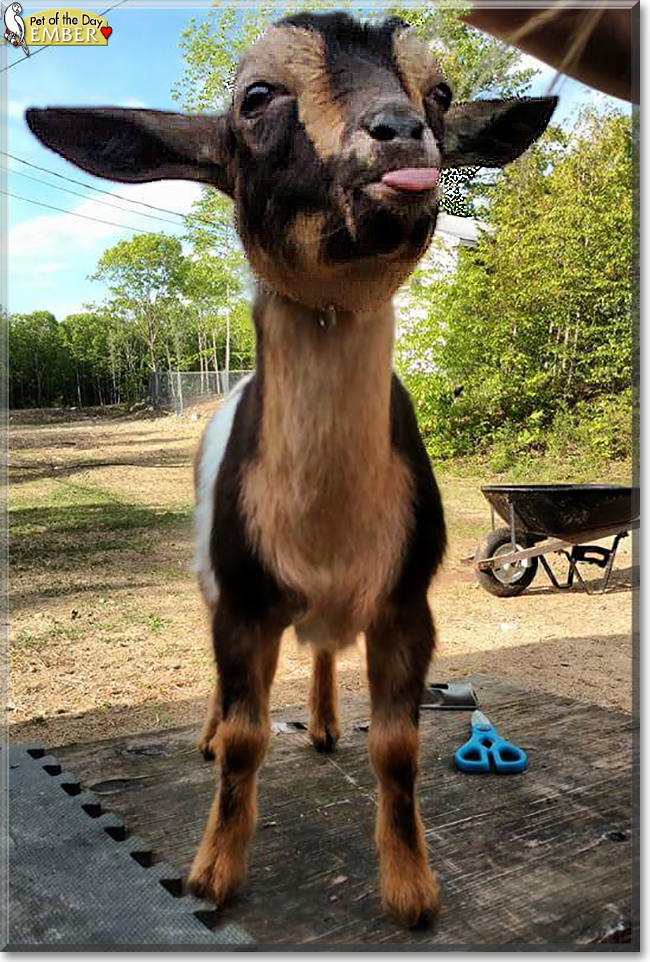 Ember the Nigerian Dwarf Goat, the Pet of the Day