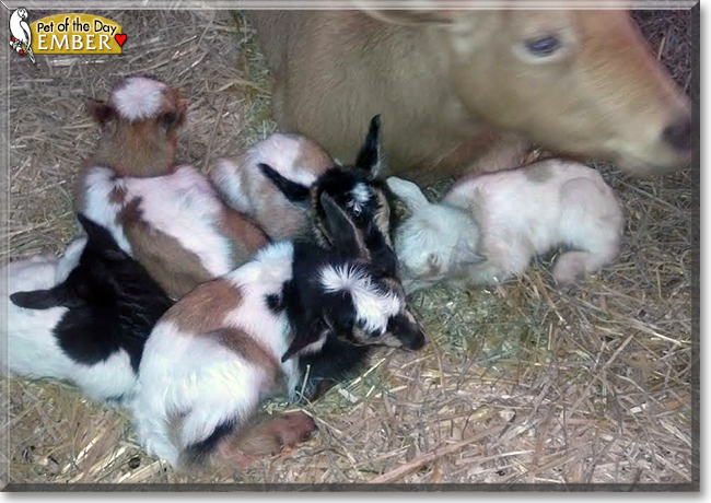 Ember the Nigerian Dwarf Goat, the Pet of the Day