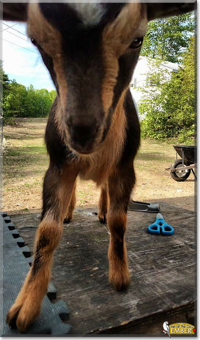 Ember the Nigerian Dwarf Goat, the Pet of the Day