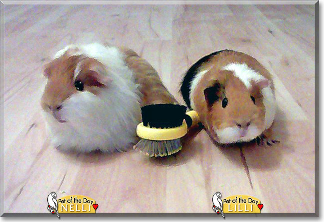 Lilli and Nelli the Guinea Pigs, the Pet of the Day