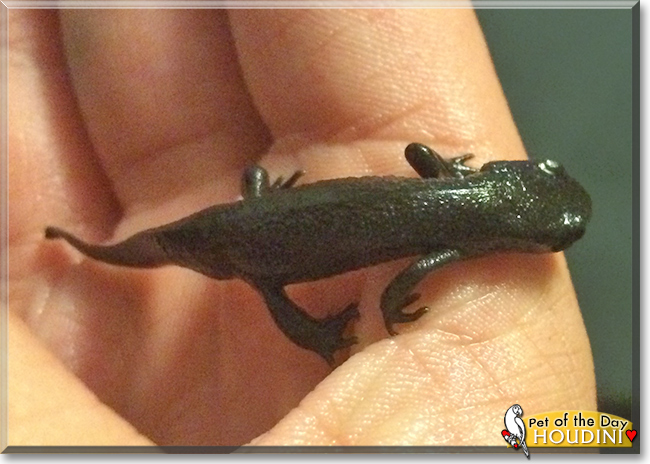 Houdini the Fire-bellied Newt, the Pet of the Day