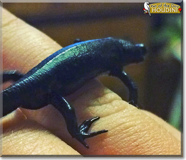 Houdini the Fire-bellied Newt, the Pet of the Day