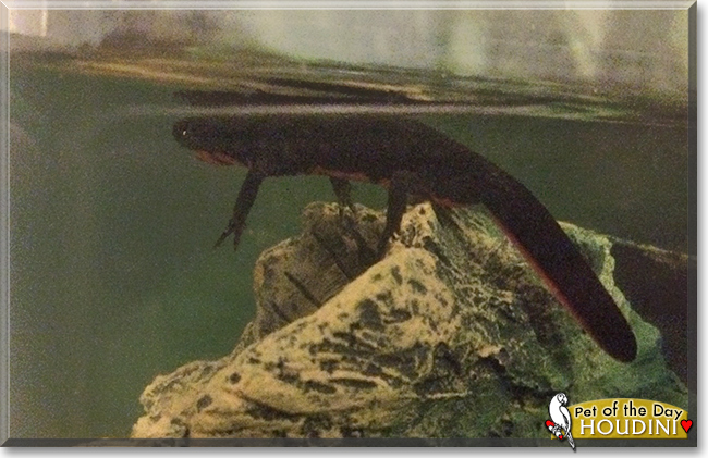 Houdini the Fire-bellied Newt, the Pet of the Day