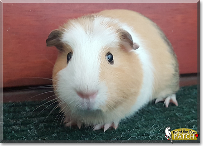 Patch the Guinea Pig, the Pet of the Day