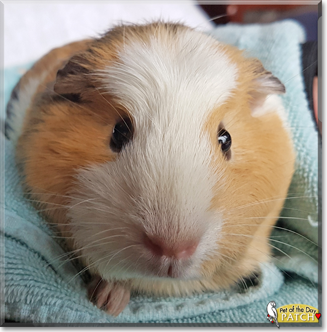 Patch the Guinea Pig, the Pet of the Day