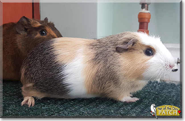 Patch the Guinea Pig, the Pet of the Day