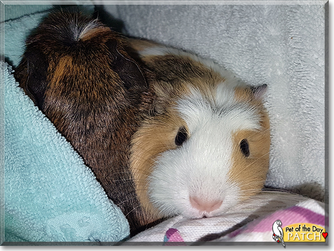 Patch the Guinea Pig, the Pet of the Day