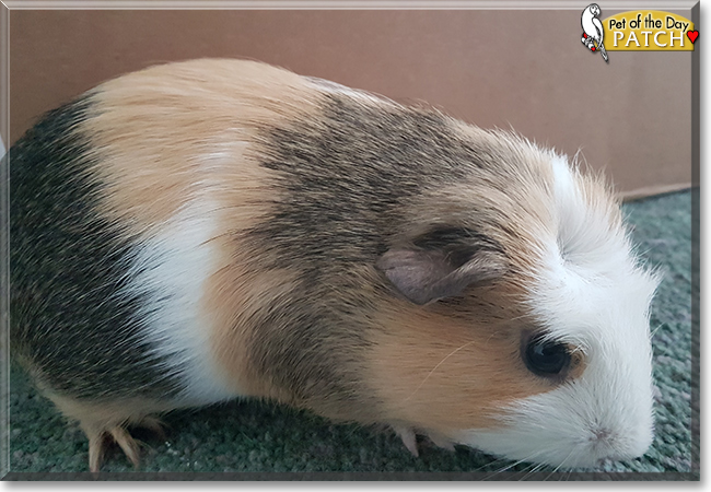 Patch the Guinea Pig, the Pet of the Day