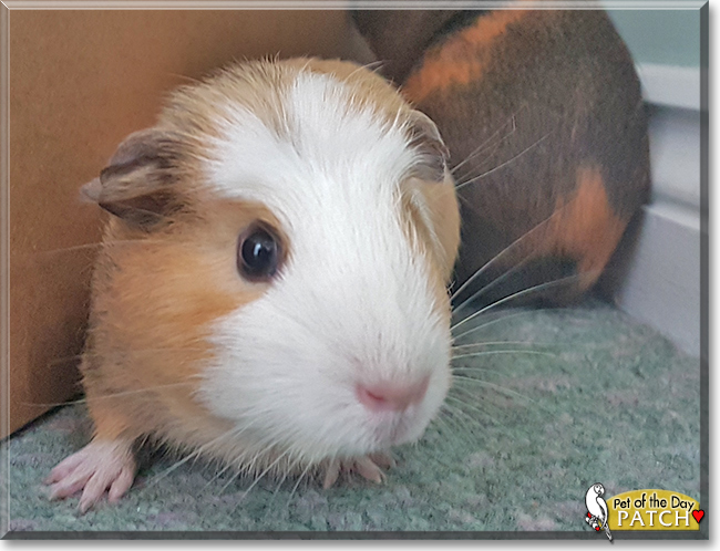 Patch the Guinea Pig, the Pet of the Day