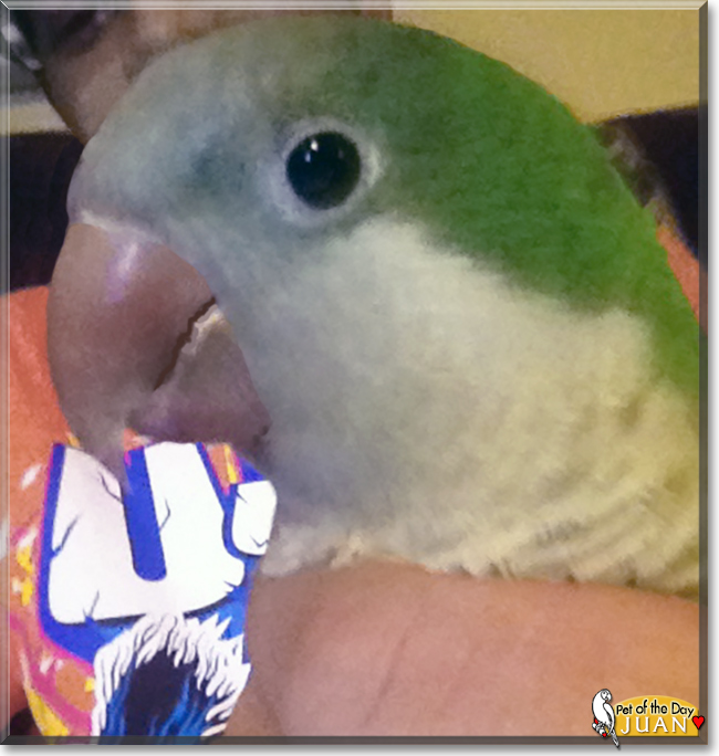 Juan the Quaker Parrot, the Pet of the Day