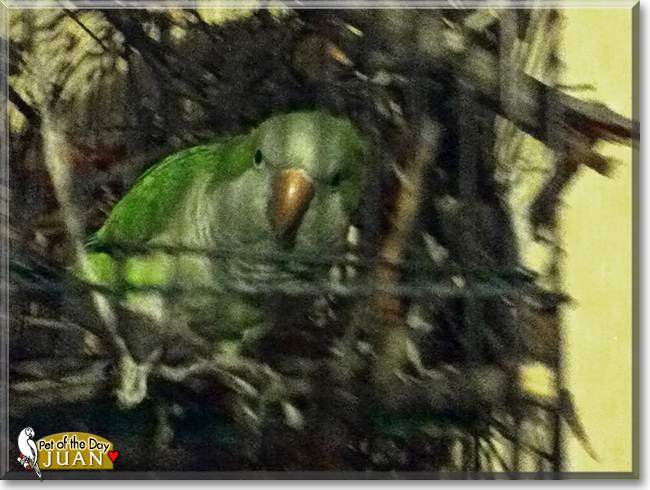 Juan the Quaker Parrot, the Pet of the Day