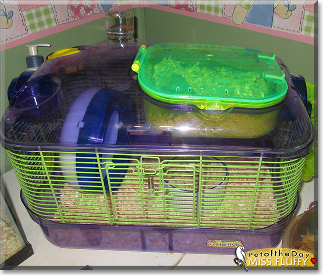 Miss Fluffy the Fancy Mouse, the Pet of the Day