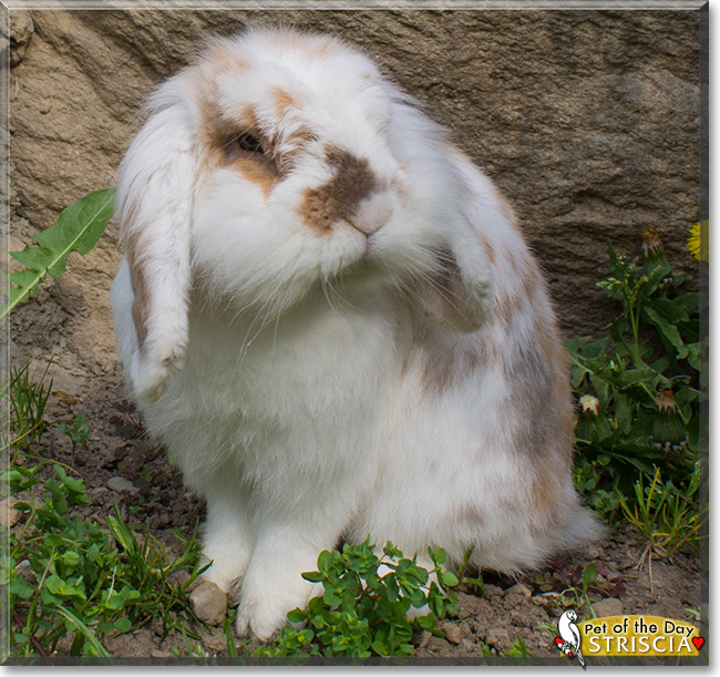 Striscia the Holland Lop Bunny Rabbit, the Pet of the Day