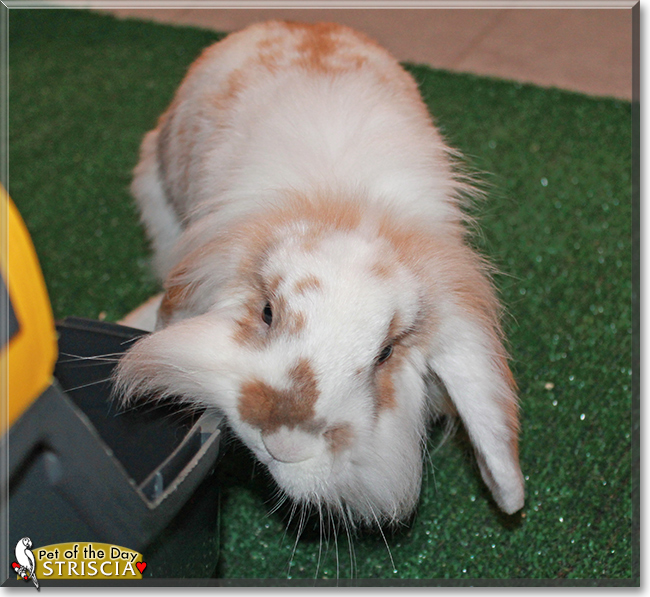 Striscia the Holland Lop Bunny Rabbit, the Pet of the Day