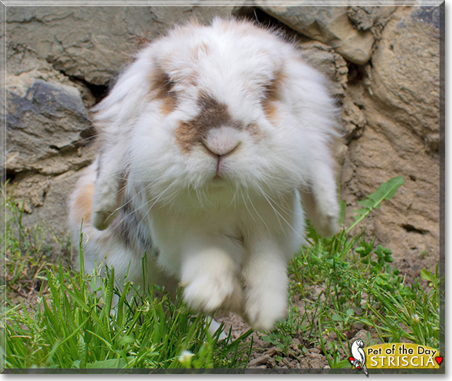 Striscia the Holland Lop Bunny Rabbit, the Pet of the Day