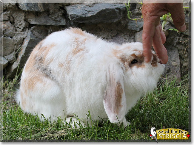 Striscia the Holland Lop Bunny Rabbit, the Pet of the Day