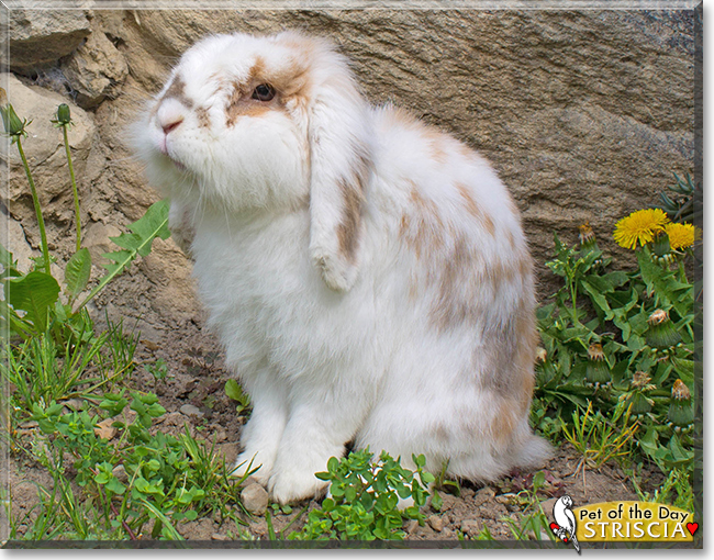 Striscia the Holland Lop Bunny Rabbit, the Pet of the Day