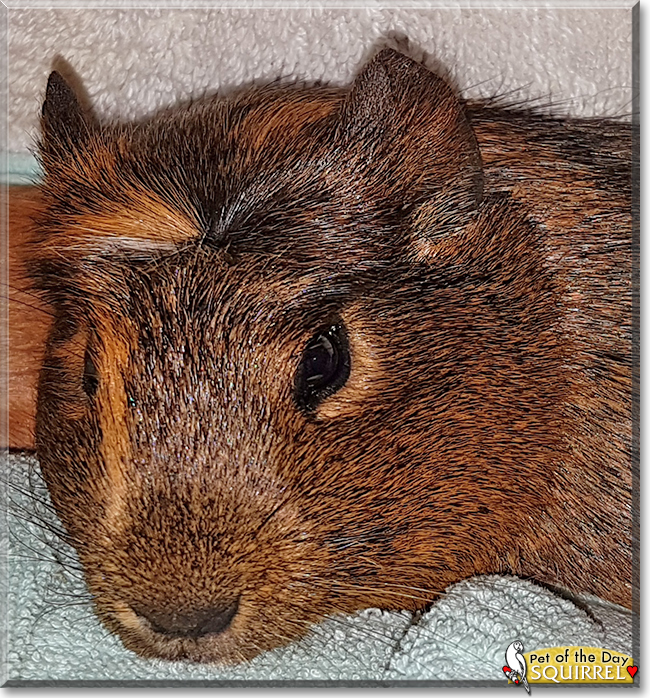 Squirrel the Guinea Pig, the Pet of the Day