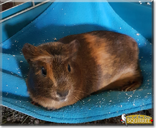 Squirrel the Guinea Pig, the Pet of the Day