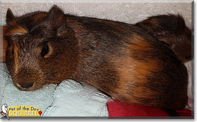 Squirrel the Guinea Pig, the Pet of the Day
