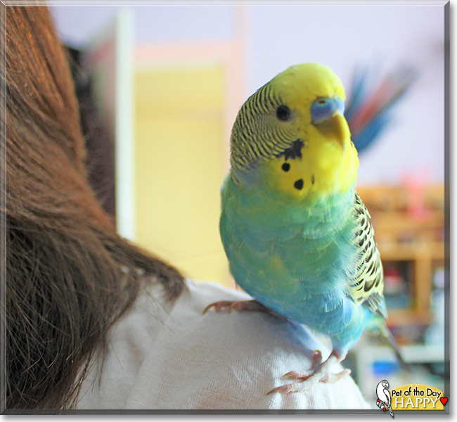 Happy the Budgie, the Pet of the Day