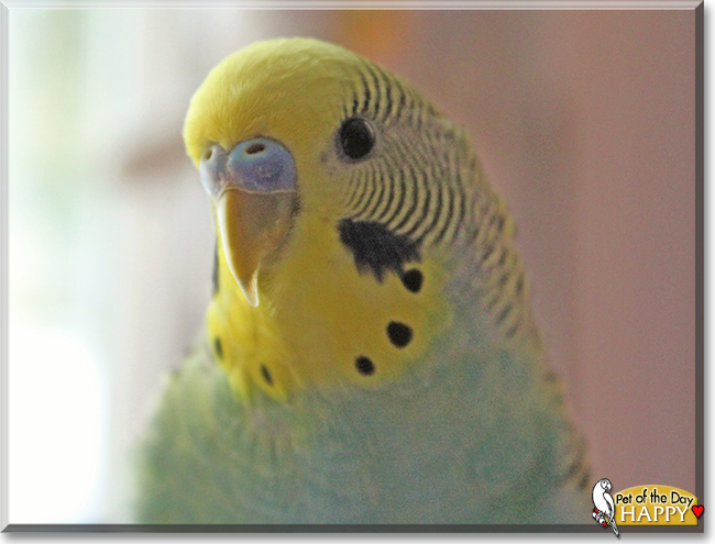 Happy the Budgie, the Pet of the Day