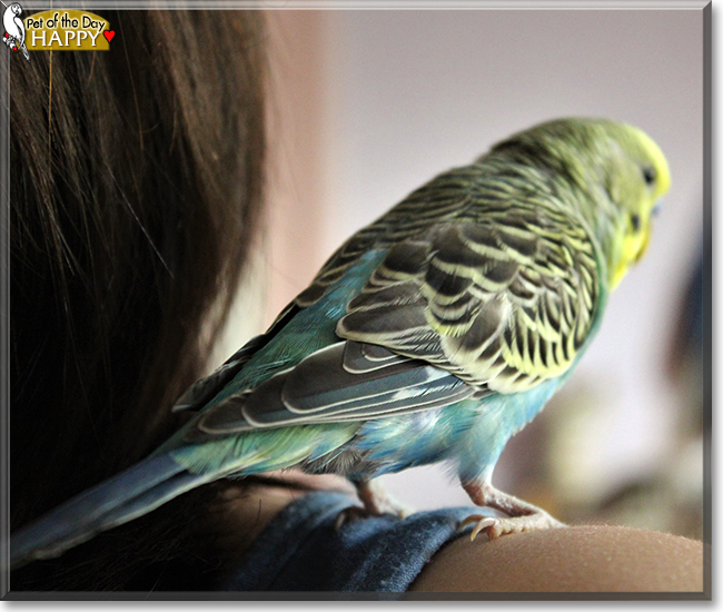 Happy the Budgie, the Pet of the Day