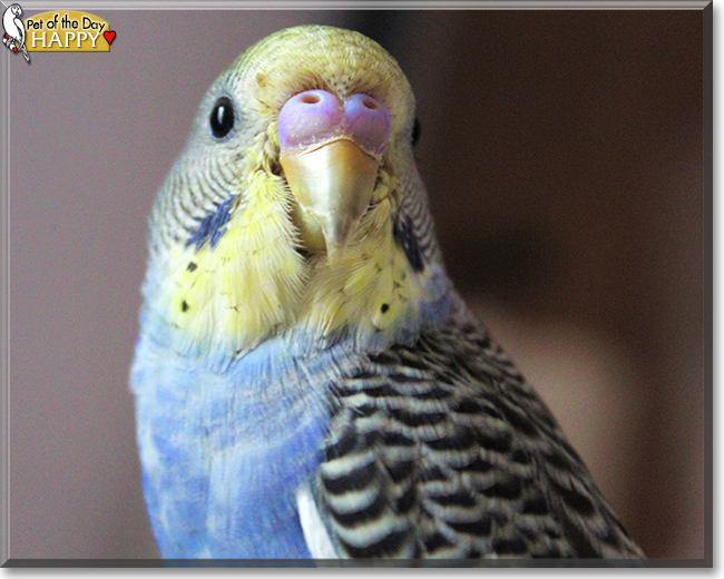 Happy the Budgie, the Pet of the Day