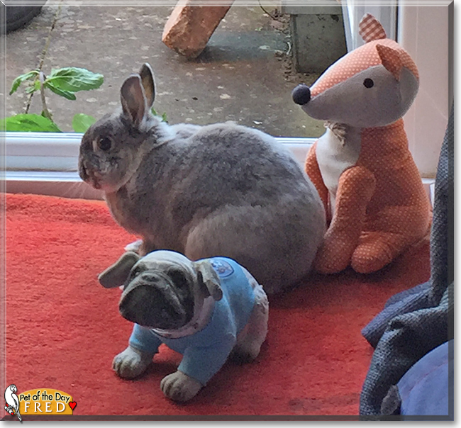 Fred the Netherland Dwarf Rabbit, the Pet of the Day