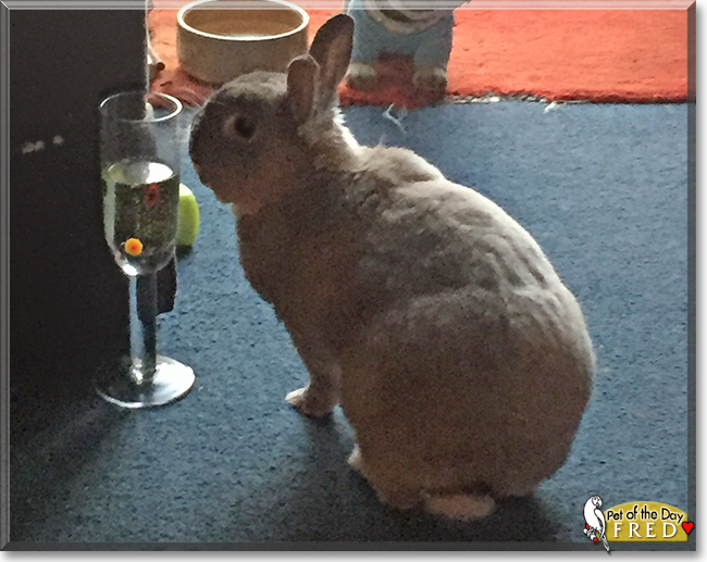 Fred the Netherland Dwarf Rabbit, the Pet of the Day