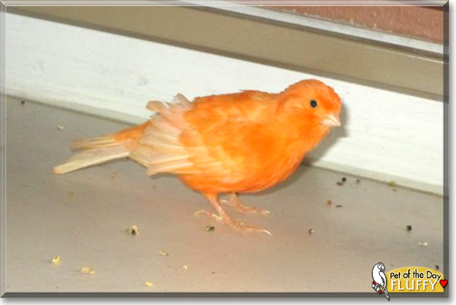 Fluffy the Canary, the Pet of the Day