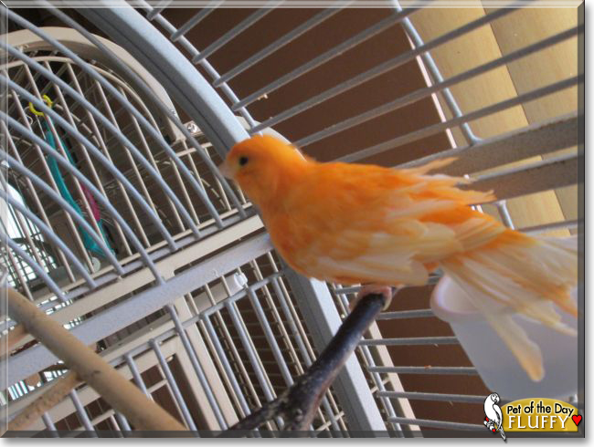 Fluffy the Canary, the Pet of the Day