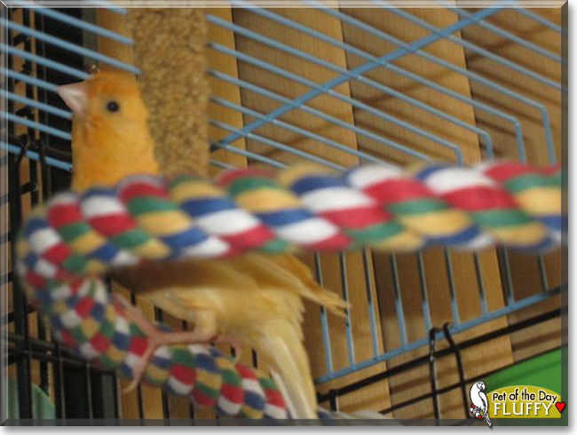 Fluffy the Canary, the Pet of the Day
