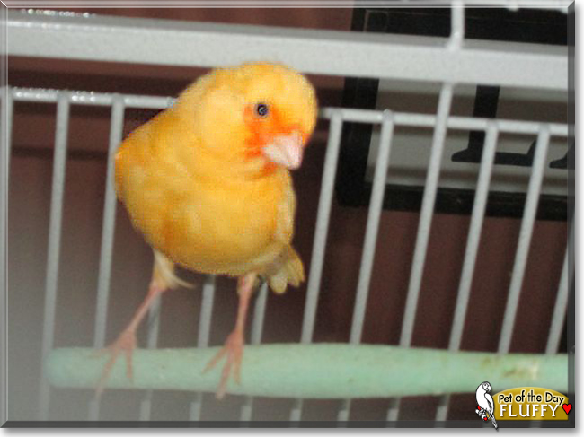 Fluffy the Canary, the Pet of the Day