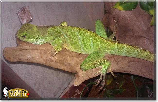 Mushu the Chinese Water Dragon, the Pet of the Day