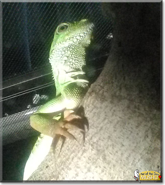 Mushu the Chinese Water Dragon, the Pet of the Day