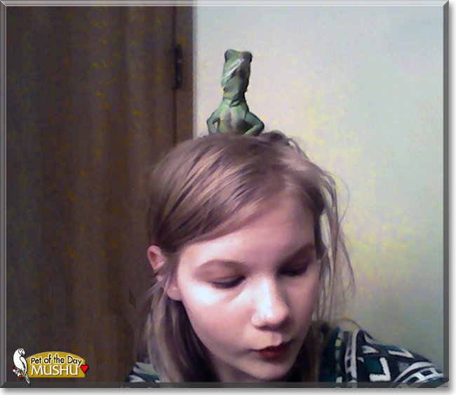 Mushu the Chinese Water Dragon, the Pet of the Day
