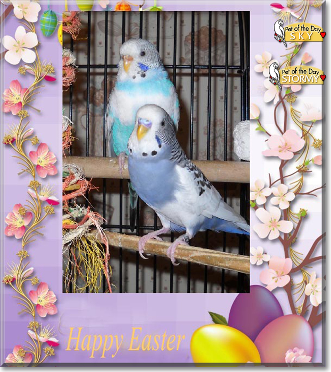 Sky and Stormy the Parakeets, the Pet of the Day
