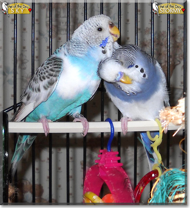 Sky and Stormy the Parakeets, the Pet of the Day