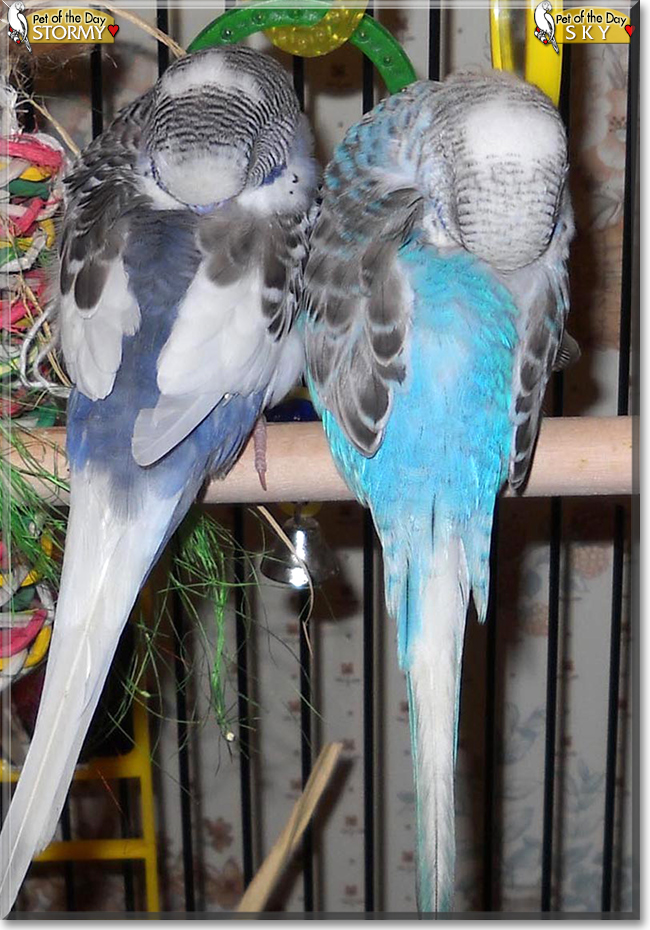 Sky and Stormy the Parakeets, the Pet of the Day