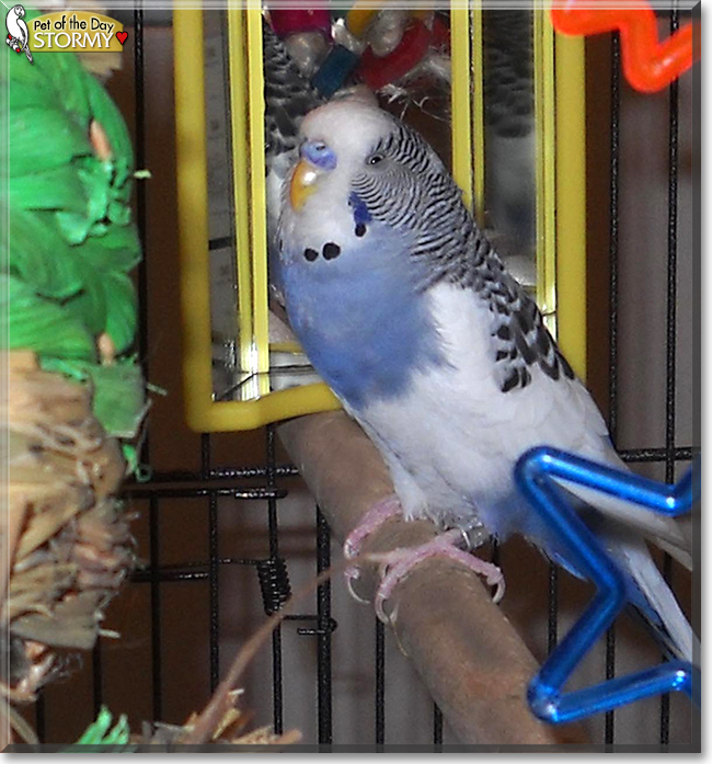 Sky and Stormy the Parakeets, the Pet of the Day